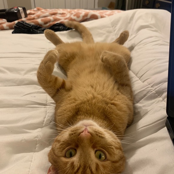 Meet your Posher, Taco cheddar - Picture 1 of 1